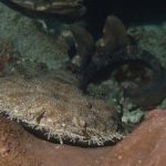 Wobbegong_Shark - What Kind Of Sharks Are In Indonesia