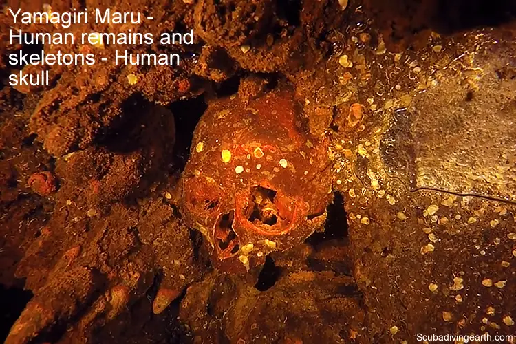 Yamagiri Maru - Human remains and skeletons - Human skull